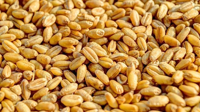 Україна може експортувати 14,5 млн тонн пшениці у 2026/2027 МР